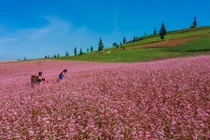 Đến Hà Giang, ngắm cao nguyên đá nở hoa mùa tam giác mạch