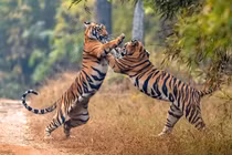 Nếu 6 loài hổ hiện nay gặp nhau, loài nào chiến thắng?