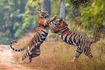 Nếu 6 loài hổ hiện nay gặp nhau, loài nào chiến thắng?