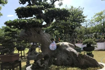 Cận cảnh những cây bonsai dáng đẹp giá đến vài tỷ ở Bình Định