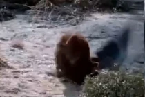 Đại bàng nhận kết bi thảm khi cả gan “hớt tay trên” của sư tử