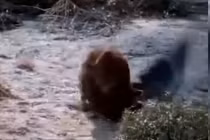 Đại bàng nhận kết bi thảm khi cả gan “hớt tay trên” của sư tử