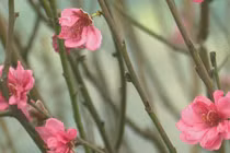 Nhiều du khách tới Hà Nội để đón Tết cùng người Thủ đô