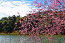  Mai anh đào nhuộm hồng núi rừng Măng Đen hút hồn du khách