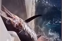 Cá mập táo tợn tranh cướp cá kiếm của ngư dân 