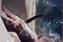 Cá mập táo tợn tranh cướp cá kiếm của ngư dân 