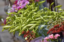 Hoa loa kèn tinh khôi mang tới những khoảnh khắc dịu dàng