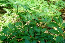 Về làng tỷ phú trên đỉnh Ngọc Linh xem trồng cây “quốc bảo“