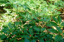 Về làng tỷ phú trên đỉnh Ngọc Linh xem trồng cây “quốc bảo“