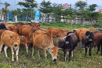 Quảng Nam: Khu đô thị sinh thái “5 sao” thành nơi chăn thả gia súc