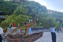 Ngỡ ngàng me, thị lên đời thành bonsai “hàng hiếm“