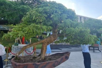 Ngỡ ngàng me, thị lên đời thành bonsai “hàng hiếm“