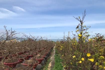 Thủ phủ mai vàng An Nhơn thu hơn 100 tỷ đồng/năm