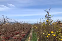 Thủ phủ mai vàng An Nhơn thu hơn 100 tỷ đồng/năm