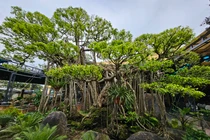 Cận cảnh tuyệt phẩm bonsai “con rồng Châu Á” tiền tỷ có 1-0-2