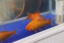 Thực hư cá vàng đóng băng hồi sinh thần kỳ sau khi nước tan băng