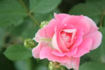 Người sinh tháng này, phúc lộc tụ trước cửa, năm Mão đại cát 