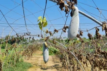 Nước nhiễm mặn, làng rau sạch lớn nhất Đà Nẵng xơ xác chờ mưa