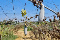 Nước nhiễm mặn, làng rau sạch lớn nhất Đà Nẵng xơ xác chờ mưa