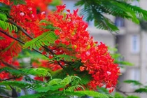 Hoa phượng khoe sắc đỏ rực trên nhiều tuyến phố Hà Nội