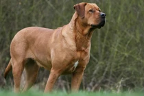 Kỳ thú loài chó quý hiếm được ví như “chiến binh sumo” 