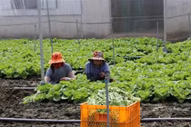 Hạn mặn, nông dân Tiền Giang vẫn thu 300 triệu/ha nhờ trồng rau VietGAP