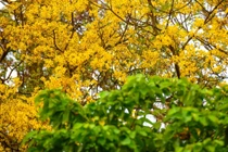 Lim xẹt- loài hoa độc đáo phủ vàng một góc bán đảo Sơn Trà