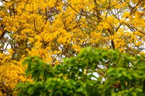 Lim xẹt- loài hoa độc đáo phủ vàng một góc bán đảo Sơn Trà