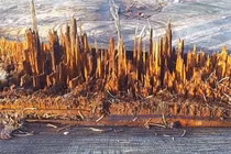 15 bức ảnh cho thấy tạo hóa luôn đầy ắp những điều bí ẩn