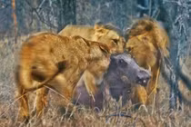 3 con sư tử hợp lực kéo con lợn rừng ra khỏi hang