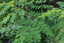 Mách bạn 4 cách chế biến món ăn từ cây chùm ngây 