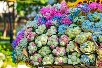 "Những chiếc xe chở mùa trên phố" thành trào lưu check-in năm nay