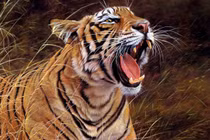 Tạo dáng chụp ảnh cùng hổ và cái giá phải trả