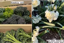  Kim Kardashian khoe khu vườn xa hoa ở sân sau biệt thự 