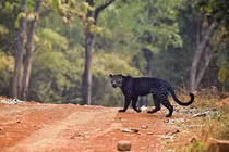 Báo đen huyền thoại tình cờ bị bắt gặp khi đang săn mồi