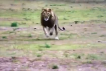 Clip: Sư tử cắn gãy chân linh cẩu để cảnh cáo kẻ liều lĩnh