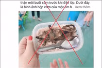 Diễn biến mới nhất vụ “hộp cơm thịt chuột” ở Quảng Nam