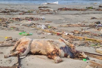 2 tháng sau trận mưa lịch sử, biển Đà Nẵng vẫn tràn ngập rác