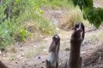 Chết cười cảnh khỉ trộm bia uống rồi say