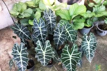 Người có sức khỏe kém, tuyệt đối không trồng các loại hoa xui xẻo