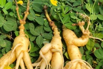 Lộ “thần dược” giá bèo, bổ ngang sâm Ngọc Linh ở Quảng Nam