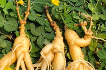 Lộ “thần dược” giá bèo, bổ ngang sâm Ngọc Linh ở Quảng Nam