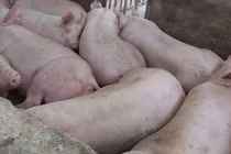 Dịch tả lợn châu Phi xuất hiện tại Đà Nẵng, nguy cơ lan rộng