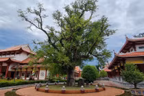 Ngắm cây me cổ thụ vô giá tại Đền thờ Tây Sơn Tam Kiệt