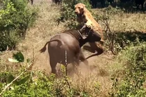 Sư tử bị trâu rừng húc tung lên không trung trong lúc đang ngủ