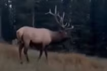 Khoảnh khắc kỳ thú khi nai sừng tấm lao về phia người lái xe