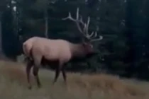 Khoảnh khắc kỳ thú khi nai sừng tấm lao về phia người lái xe