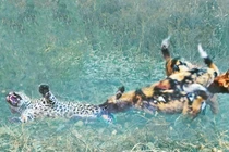 Giết chó con, báo hoa mai bị bầy chó hoang tấn công