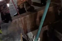 Nghe tiếng động lạ từ ống cống, phát hiện "nhân vật" đáng sợ