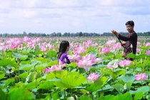 Check-in những đồng sen tuyệt đẹp ở "Đất sen hồng"